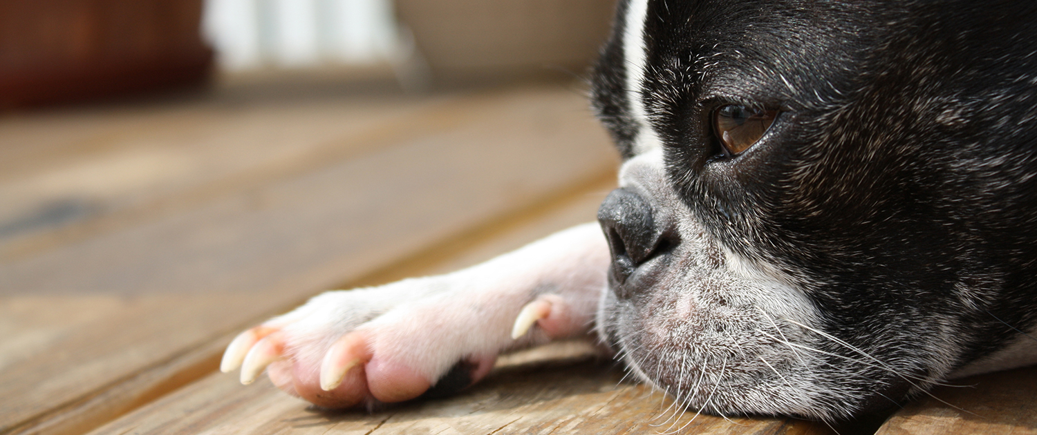 Gone Dogs - The Greatest Dog Book Ever Published