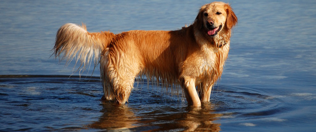 Gone Dogs - The Greatest Dog Book Ever Published